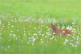 Animation nature: Sur les traces du Lynx - Johann ROSSET