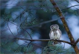 Animation nature: Vie nocturne, astuces et stratégie des êtres vivants - JohannROSSET