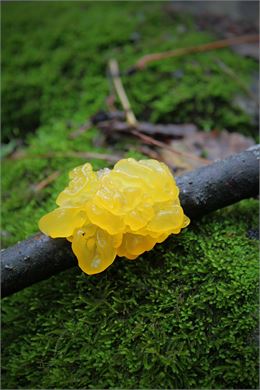Blob sur une branche - pexels
