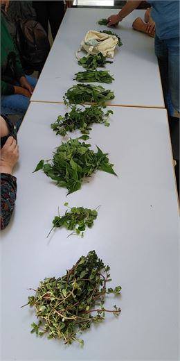 Atelier Mieux Vivre au Naturel - Balade-cueillette et confection d'un apéritif - DR