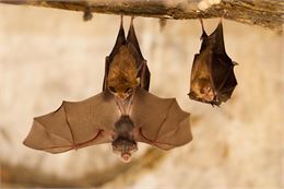 Animation nature: Les chauves-souris du Fort l'Ecluse_Léaz - Tanguy Stoeckle