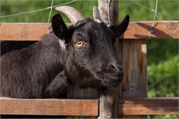 Nocturne à la Ferme pédagogique de Bozzi_Ambronay - Pixabay