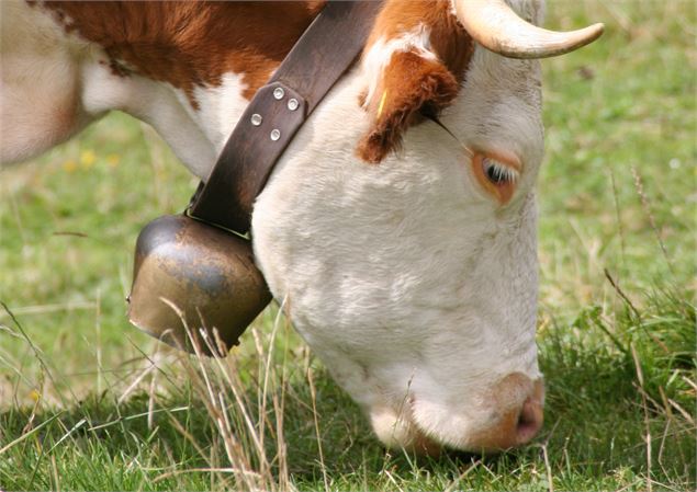 Clarine vache - CANVA