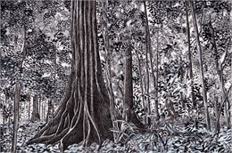 « Arbres-Mondes », dessin de la forêt du Corcovado, Costa Rica - © CécilePalusinski/ElsaMroziewicz