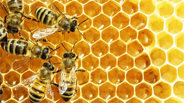 Instants découvertes - Vie de l'Abeille, travail de l'apiculteur_Aranc - Bérangère Neufcoeur