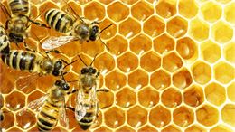 Instants découvertes - Vie de l'Abeille, travail de l'apiculteur_Aranc - Bérangère Neufcoeur