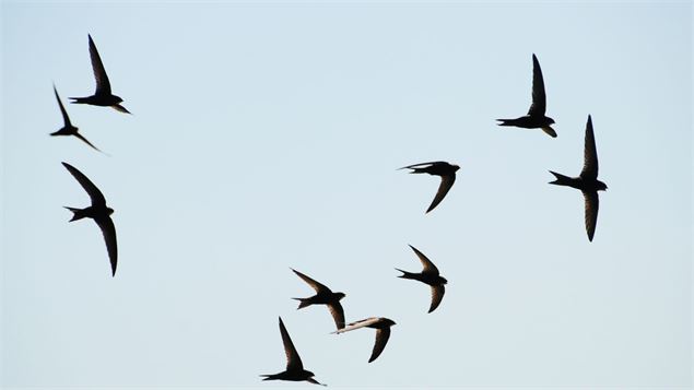 Les acrobates du ciel (Hirondelles, Martinets et biodiversité urbaine)_Rumilly
