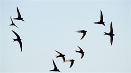 Les acrobates du ciel (Hirondelles, Martinets et biodiversité urbaine)_Rumilly