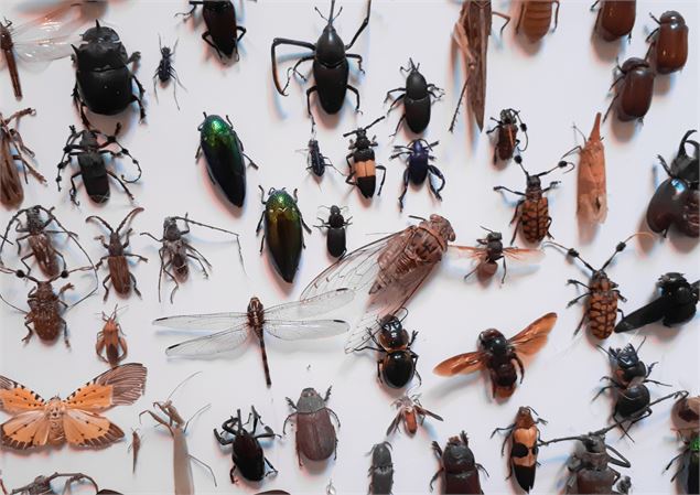 insectes - canva