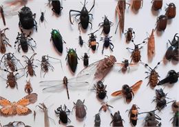 insectes - canva