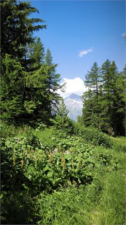 Parcours course d orientation - @ChaletlaFema