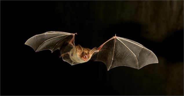 Chauve-souris - LPO PACA