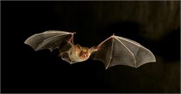 Chauve-souris - LPO PACA