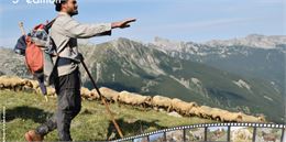 Ciné débat - Les chiens de protection de troupeau_Sixt-Fer-à-Cheval