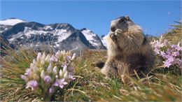 Marmotte en montagne - CGH