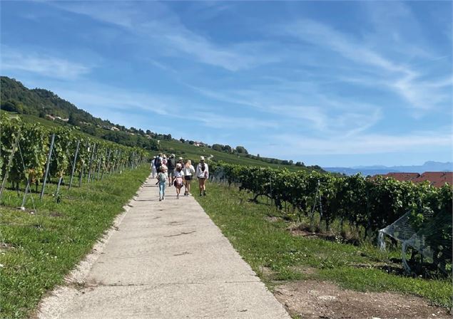 Balade gourmande - Mont-sur-Rolle - ©Nyon Région Tourisme