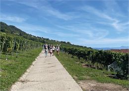 Balade gourmande - Mont-sur-Rolle - ©Nyon Région Tourisme