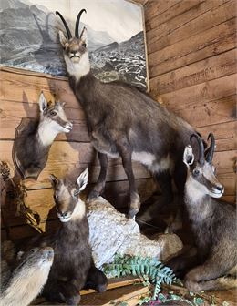 Découverte de la faune alpine_La Clusaz