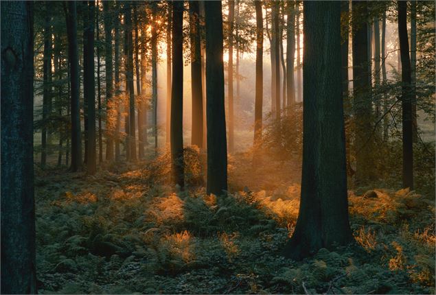 Animation autour de la forêt proposée par l'ONF - Métal & Bois_La Toussuire