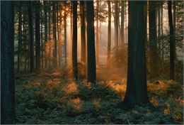Animation autour de la forêt proposée par l'ONF - Métal & Bois_La Toussuire