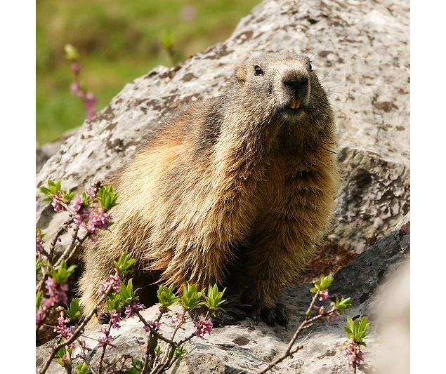 Sur la trace des animaux | Evolution 2_La Rosière - Montvalezan