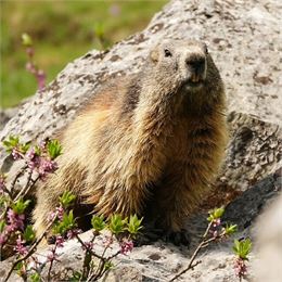 Sur la trace des animaux | Evolution 2_La Rosière - Montvalezan