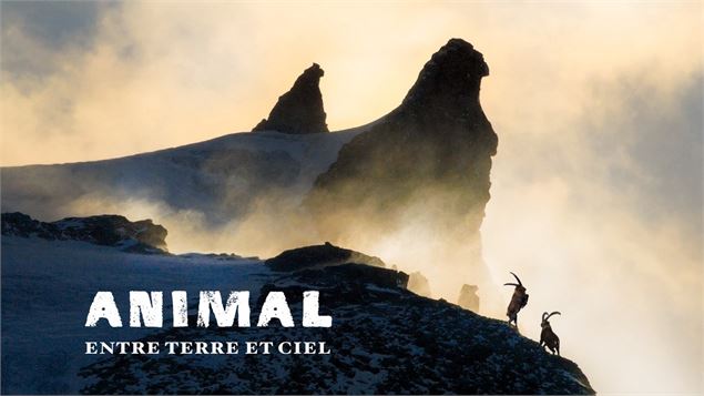 ANIMAL - ENTRE CIEL ET TERRE