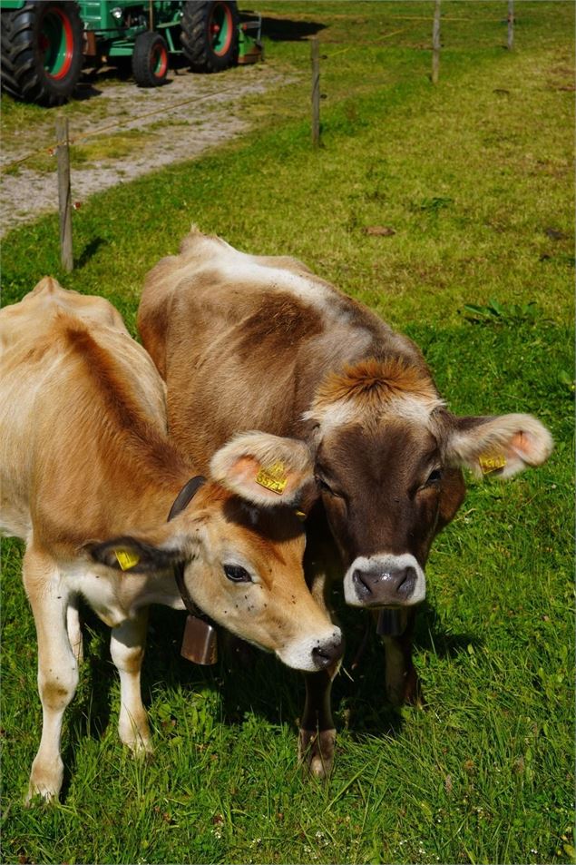 ESCAPADE GOURMANDE : VISITE DE LA FERME ET DÉGUSTATION DE PRODUITS LOCAUX - Camille Bobrisow