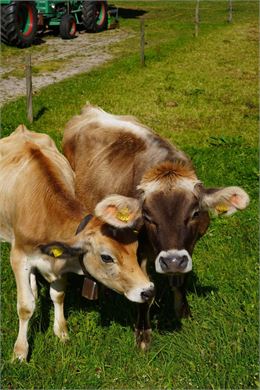 ESCAPADE GOURMANDE : VISITE DE LA FERME ET DÉGUSTATION DE PRODUITS LOCAUX - Camille Bobrisow