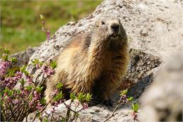 Histoire et Marmottes du Col du Petit-Saint-Bernard_La Rosière - Montvalezan