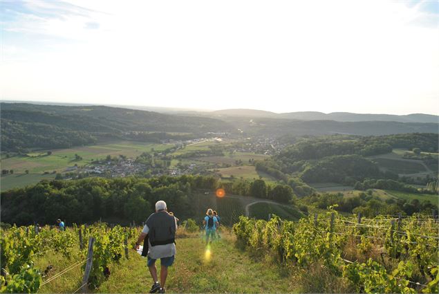 randonnée dans les vignes ouvert à tous - oui