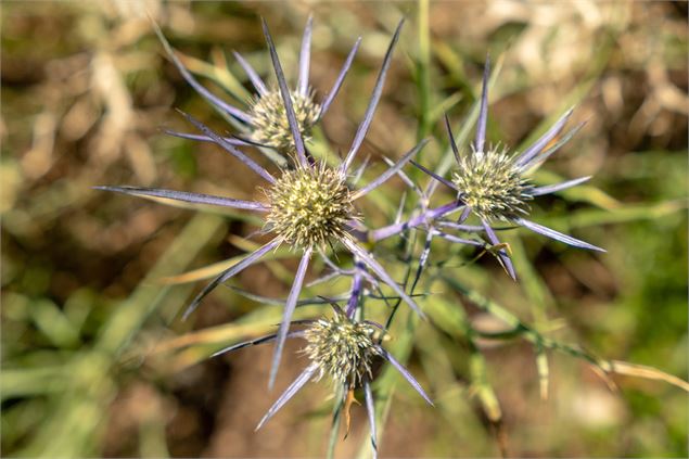 Visite guidée du jardin de la Jaÿsinia