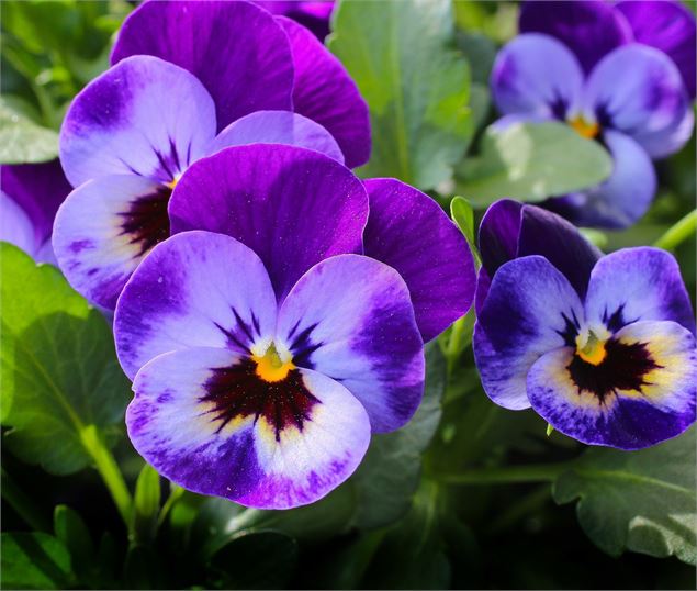20ème Marché aux plants de fleurs et de légumes