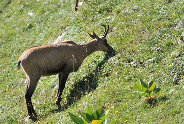 Chamois - Office de tourisme Thônes