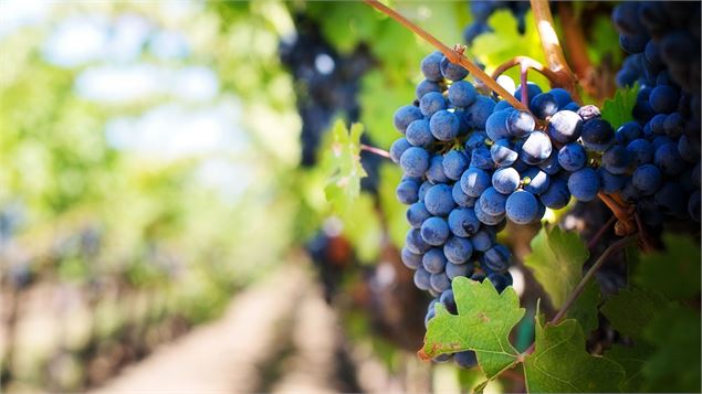 Grappe de raisin - Vignes de Tarentaise