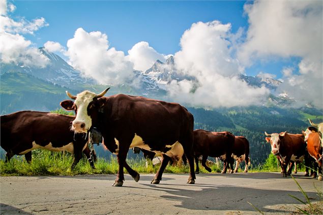 Les montées à l'alpage - Saveurs des Aravis