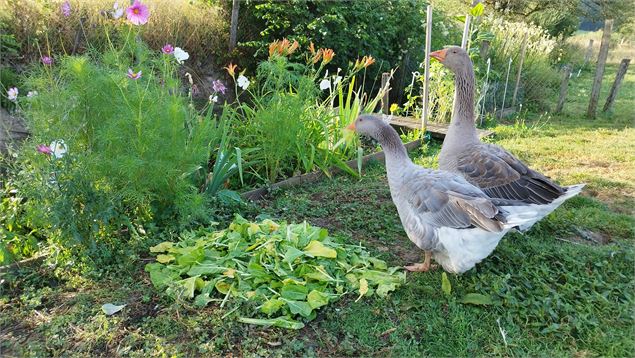Oies au jardin - Mélanie Grivel