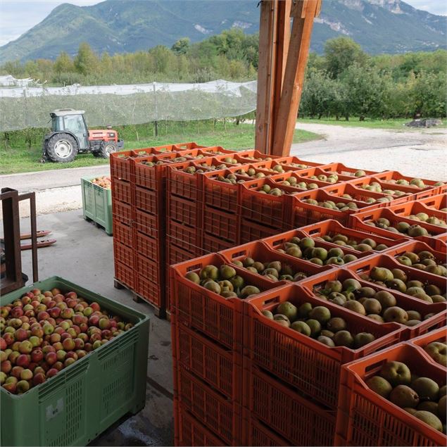 La récolte de pommes - Gaec Guilland des Plantaz à Flaxieu