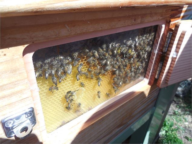 Atelier abeilles à l'Abbaye d'Aulps - Y.Tisseyre / OT Vallée d'Aulps