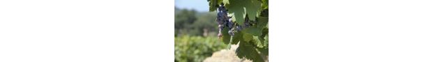 Fête de la Vigne