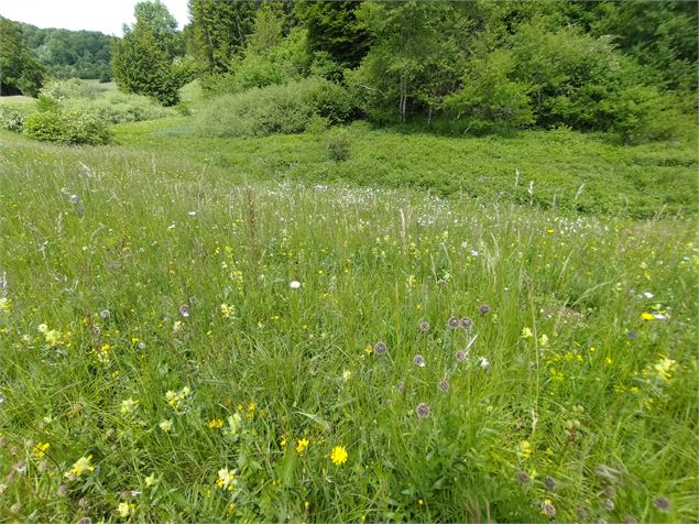 Sortie naturaliste aux sources de la Dorche (Faune et Flore)