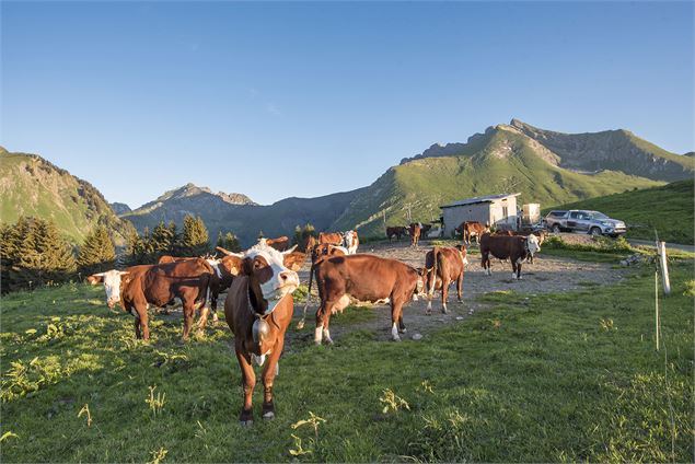 Vaches à l'alpage de l'Aup - Yvan Tisseyre / OT Vallée d'Aulps