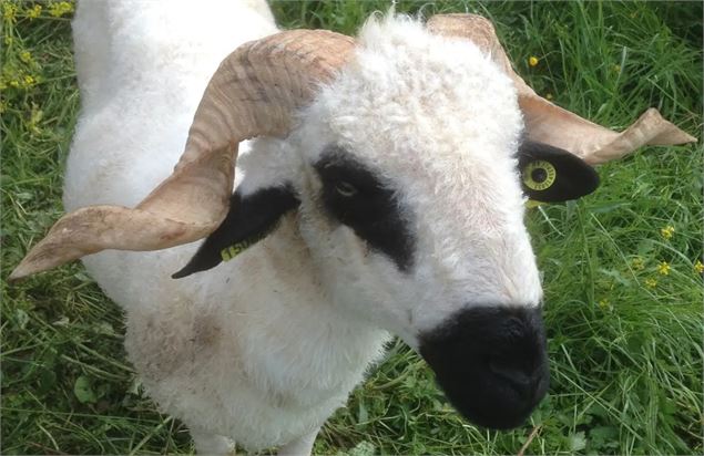 Le bélier - OTADL-PB