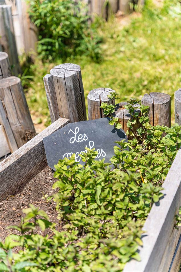 Plantes aromatiques - T.Loubere