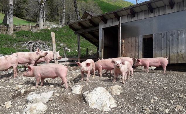 Cochons - Chèvrerie de Noire Combe