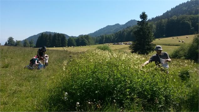 Randonnée Florale sur le plateau des Moises_Habère-Poche - Audrey Ducros - La Marmite Enchantée
