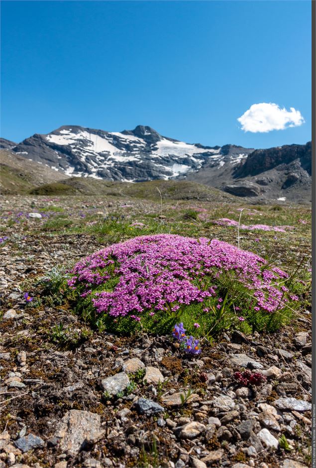 Silène acaule - Ludovic Imberdis - Parc national de la Vanoise