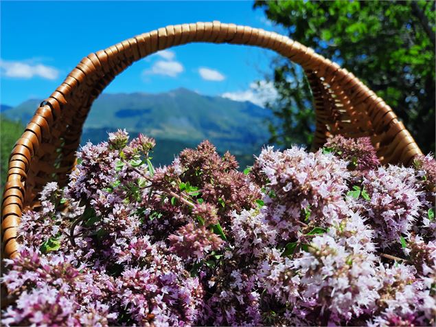 Atelier découverte des plantes médicinales de montagne_Saint François Longchamp