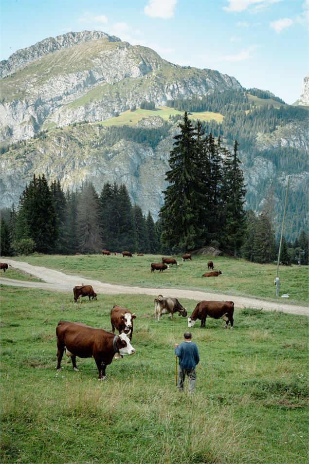 Régis Mouthon et ses vaches en pâture - Marie El-Hajal