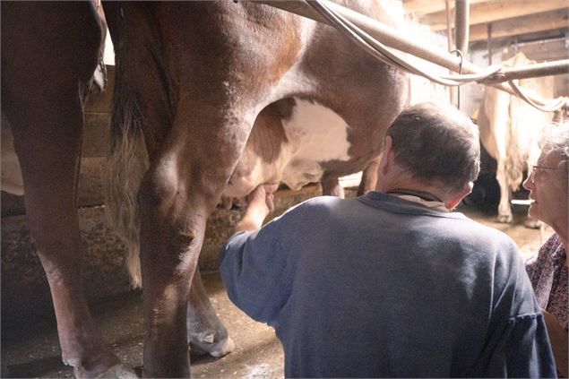 La traite des vaches sous les bons conseils de Régis, producteur - Marie El-Hajal